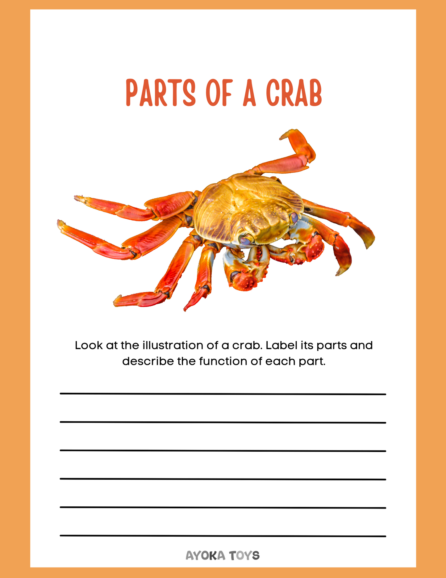 Animal Research - Crab