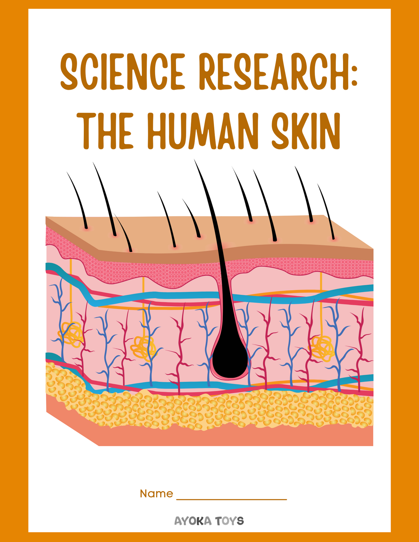 Human Body - Skin