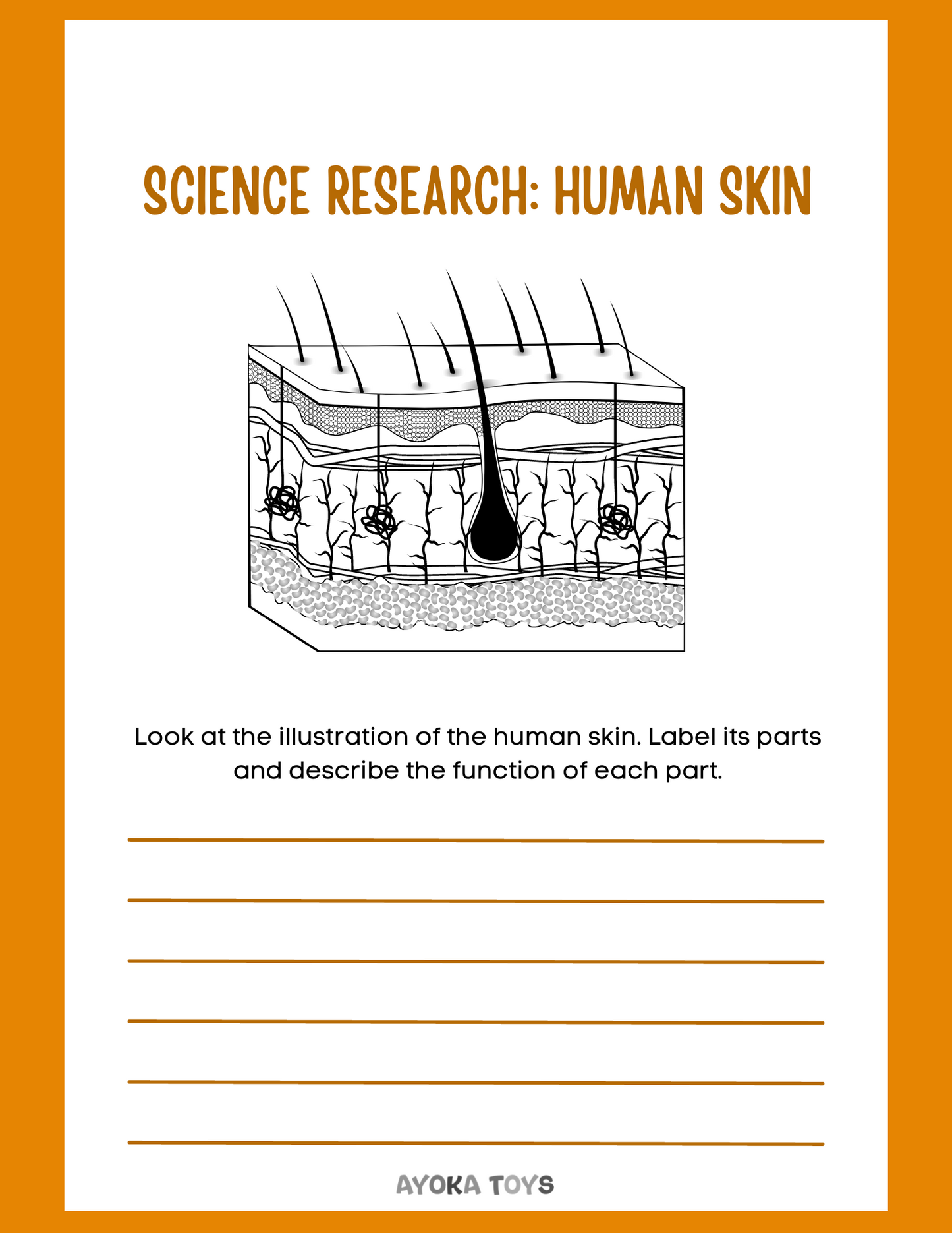 Human Body - Skin